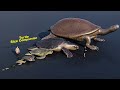 Turtle size comparsion  3d animation  animals animation