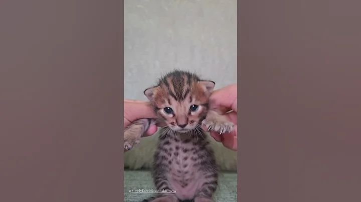 Video 10948681: kitten savannahcat, exotic kitten, kitten dance
