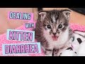 How to Deal With Kitten Diarrhea