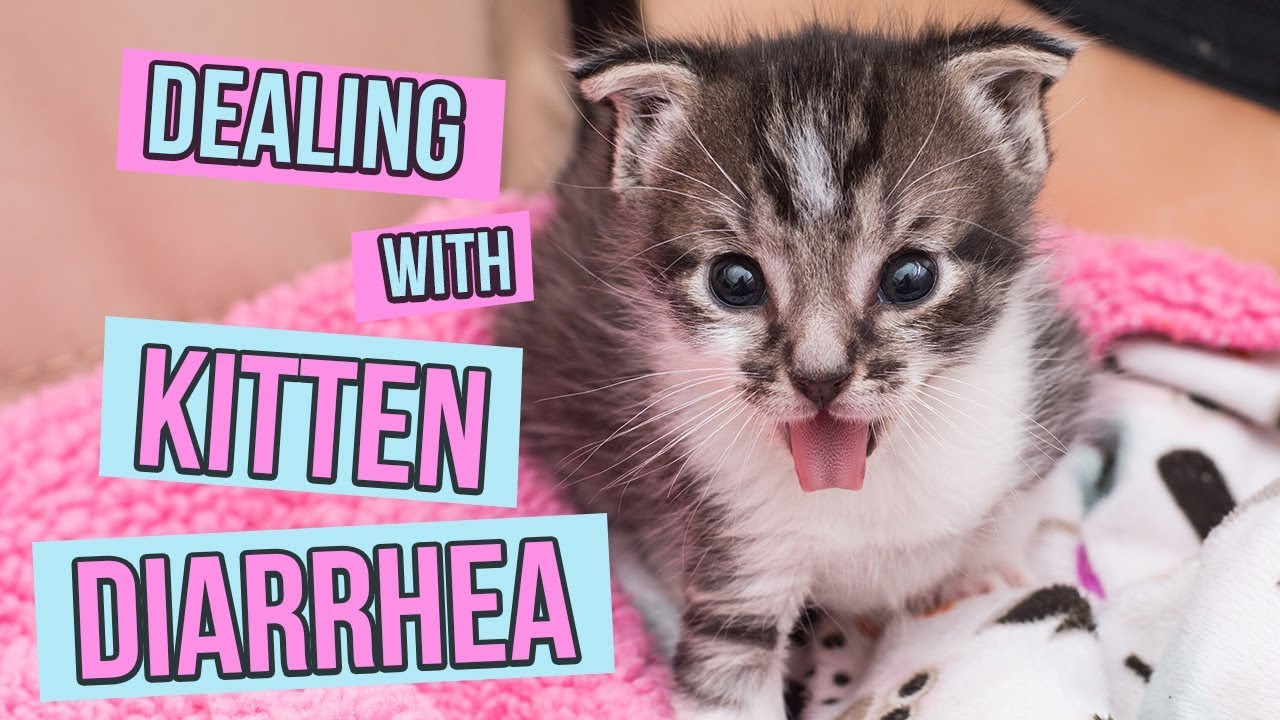 Kitten Diarrhea Color Chart