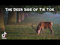 Deer Side of Tik Tok