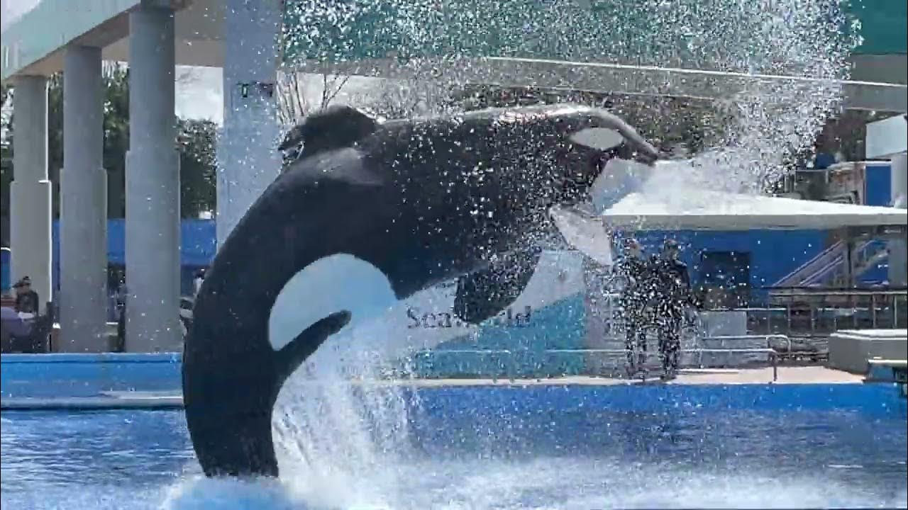 SeaWorld Orlando Dine With Orcas 21822 60fp HD YouTube