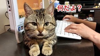 妹の大事な仕事中に邪魔して激怒されてもイタズラし放題な猫ｗ