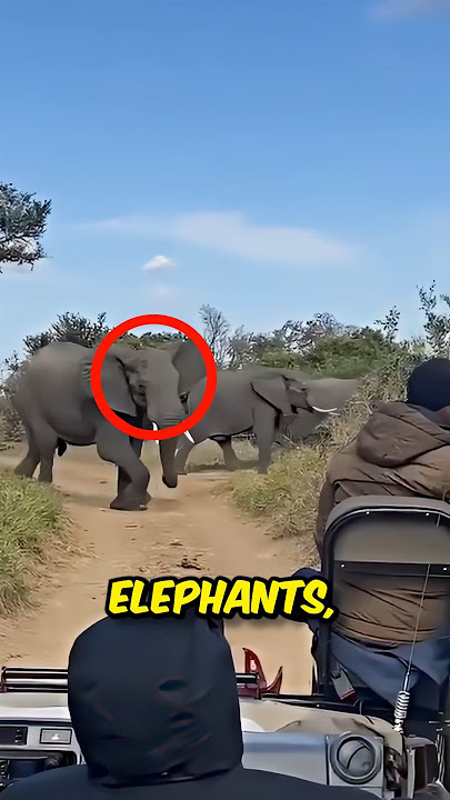 How to Stop an Elephant 🤯