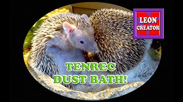 Do Lesser HEDGEHOG TENRECS enjoy a DUST BATH?  You bet they do! - with Leon Hills - LEON CREATOR