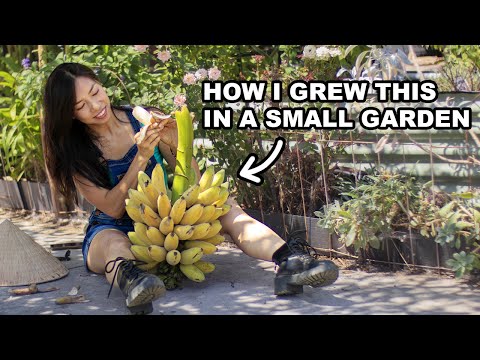 Can You Really Grow DELICIOUS Bananas Plants in Small Spaces?