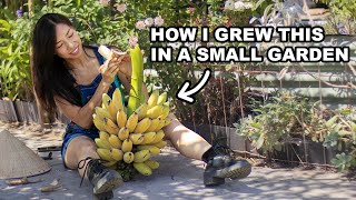 Can You Really Grow DELICIOUS Bananas Plants in Small Spaces?