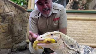 What should I eat? ANIMAL STYLE on The Reptile Zoo's Anniversary!
