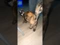 Vibing wit Zoe  #diy #cool #vibes #shorts #cat #youtube #funny