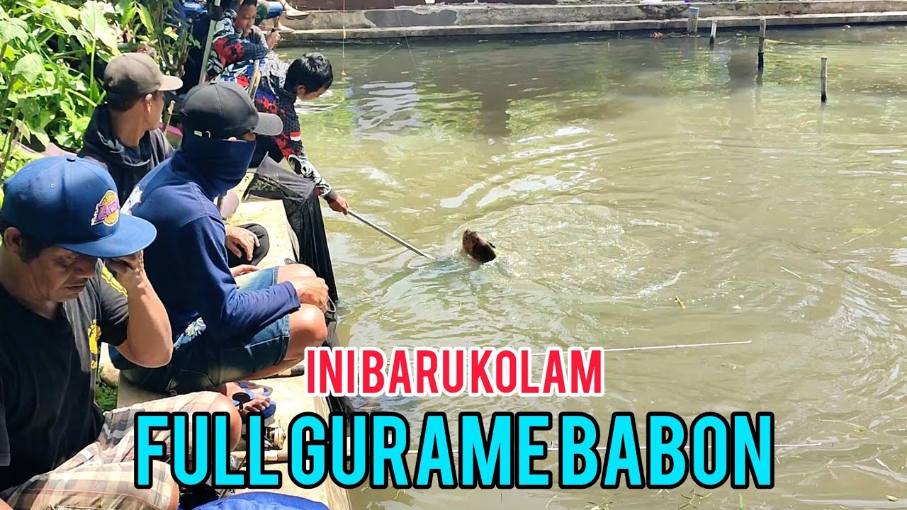 INI KOLAM YANG DI CARI PARA PEMANCING BORONGAN‼️guramenya besar