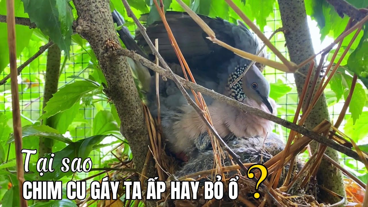 Tại sao chim Cu Gáy ta ấp hay bỏ ổ - Cách khắc phục tình trạng này