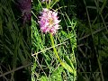 11 май 2026 г.Маймунски салеп,Orchis symiaдиворастящ,лечебен,кулинария,напитки,сладки грудкиСтЗагора