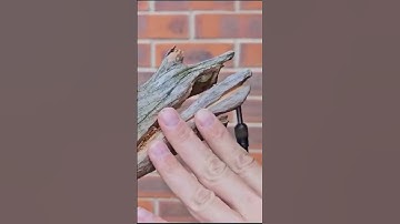 Shari work with a Dremel #bonsai #japan #garden #bonsaigarden #atumn #september