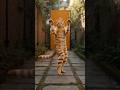 🐱cat Dancing Like Pro - You Won’t Believe