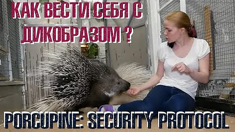 Техника безопасности: Дикобраз. Porсupine: safety protocol.