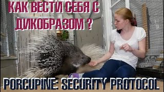 Техника безопасности: Дикобраз. Porсupine: safety protocol.