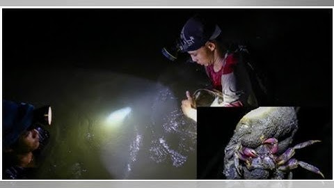 News24h-Trải nghiệm lội rừng ngập mặn bắt ba khía trong đêm ở Cần Giờ