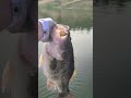 Largest Bass I've Ever Caught #bassangle #autopilot #kayakfishing #largemouthbass #bedfishing