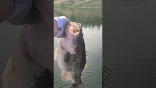 Largest Bass I've Ever Caught #bassangle #autopilot #kayakfishing #largemouthbass #bedfishing