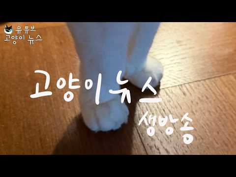 고양이뉴스 생방송