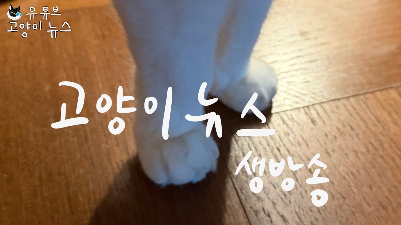 고양이뉴스 생방송