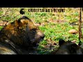 Young male lions forming a strong coalition next to gomondwane territory kruger national park