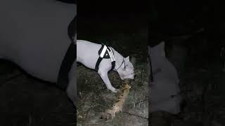 Dogo Argentino Под Покровом Ночи