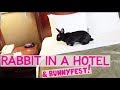 Rabbit stays in a hotel  bunnyfest