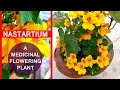 How to grow and take care of Nasturtium, a medicinal flowering plant?
