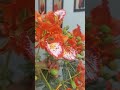 viral#song#pahchano# kon#sa#flower hai