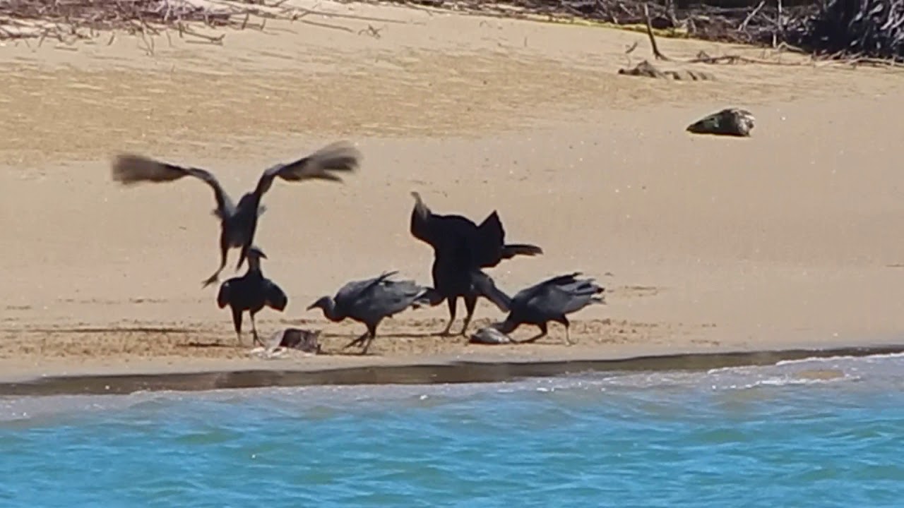 Black Vultures fighting among selves YouTube