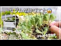 【多肉植物】徒長したセダムの仕立て直し‼️と出来上がったプランター✨【ガーデニング】