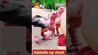 Animals videos 786