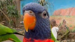 Красивые попугаи - смешные птицы
