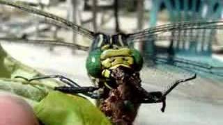 Dragonfly eats dragonfly (part 2)