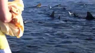 Sharks at Cape Verde Islands