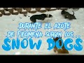 FILOMENA : SNOW DOGS