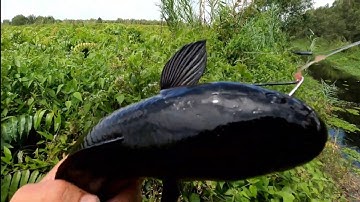 Câu cá lóc. U minh thượng. hero 10. 3