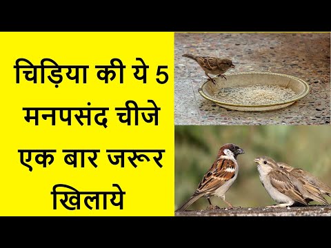 वीडियो: पक्षी क्या खाते हैं?