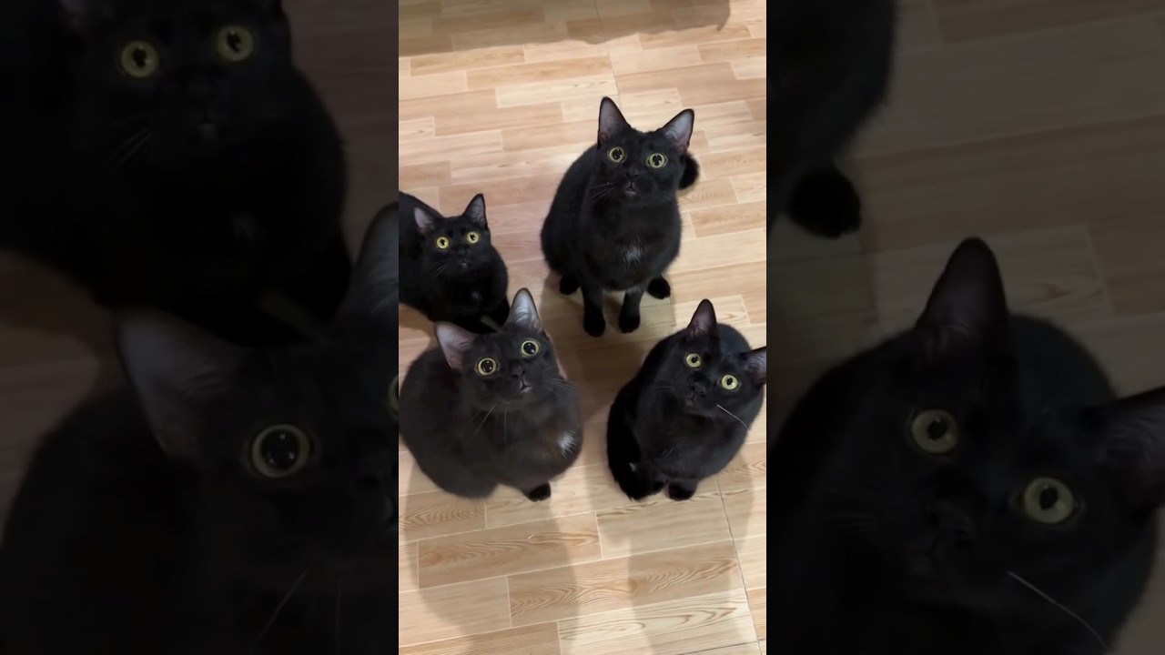 CATS😺 FUNNY CUTE VIDEO 🐾#289