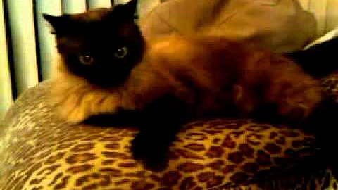 Video 560641: himalayan male cat, gorgeous cat, cat adoption