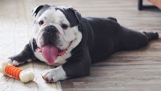 ENGLISH BULLDOGS ❤❤ Cute and Funny English Bulldogs doing funny things # 41 (2019)| Animal Lovers