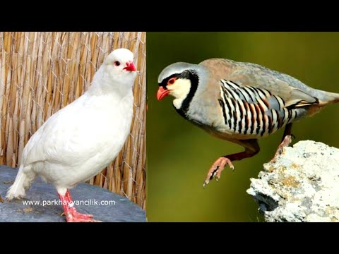 Кабк Чуҷаи САФЕД ва Кабк Чуҷаҳои ГИБРИД Кабк Keklik که و Partridge Chukar