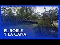 La resiliencia - El roble y la caña