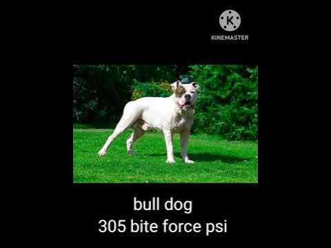 Dog Bite Force Psi #song #dog #video #viral #trending #dangerous #
