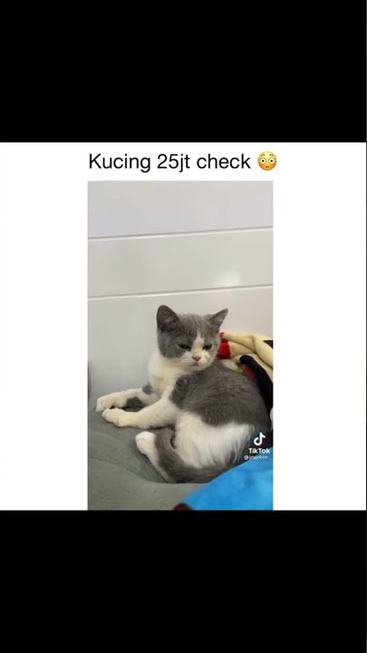 teng tolo teng sound