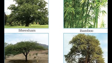 Class 4 PSEB My World (Environmental Studies book)-  Trees and Benefits Chapter 9