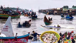 Mùa Cá Khoai Đất Mũi Cà Mau | Cuộc Sống Bà Con Nơi Tận Cùng Tổ Quốc