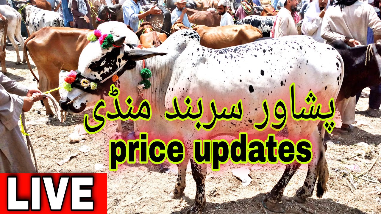 🔴Peshawar Sarband Mandi se Live (1-JULY-2021) cow mandi 2021