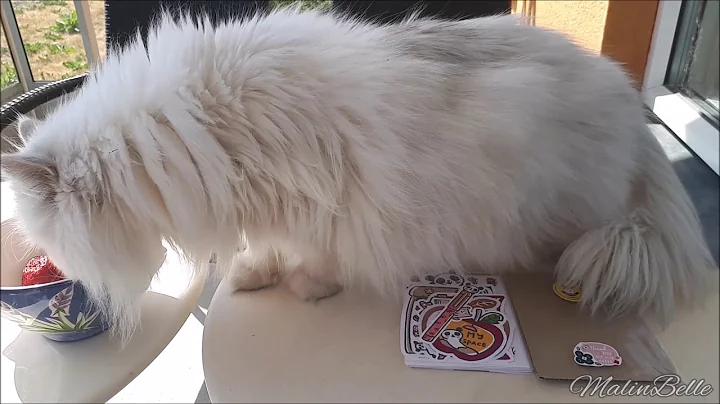 Video 563531: persian cat shaded silver